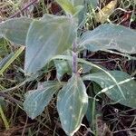 Silene latifolia Blatt