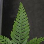 Pteris fauriei برگ