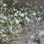 Minuartia setacea Flor