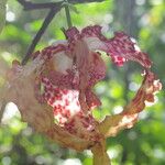 Monodora tenuifolia Flor