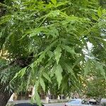 Fraxinus angustifolia برگ