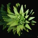 Araucaria muelleri Агульны выгляд