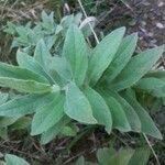 Cistus albidus Blad