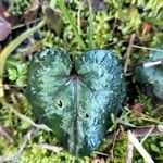 Cyclamen balearicum Leaf