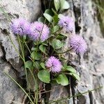 Globularia incanescens Flower