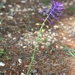 Muscari matritense Кветка