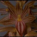Corallorhiza striata Цвят