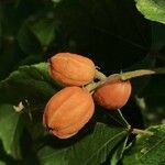Croton sylvaticus Fruto