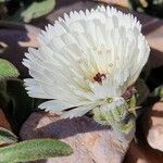 Picris albida Lorea