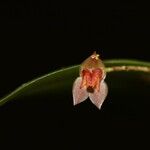 Lepanthes cremersii Цвят