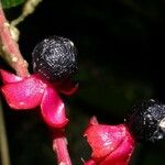 Trichostigma polyandrum