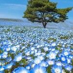 Nemophila menziesiiÕis