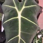 Alocasia micholitziana Φύλλο