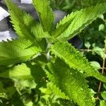Verbena urticifolia Лист