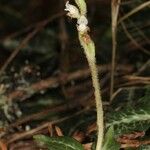 Goodyera oblongifolia Virág