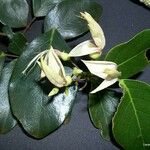 Arthroclianthus leratii Flower