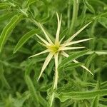 Centaurea calcitrapa Blüte