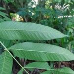 Cedrela fissilis Leaf