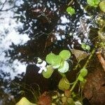 Bacopa egensis Habit