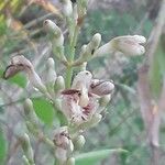 Chrysoglossum ornatum Flor