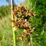 Juncus effusus Cvet