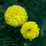 Tagetes erecta Flor