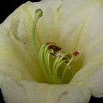 Rhododendron dalhousieae Flower