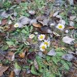 Erigeron quercifoliusFlor