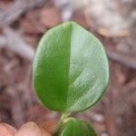 Cyclophyllum jasminifolium Folio