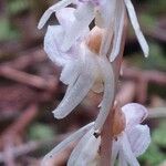 Epipogium aphyllum Kvet