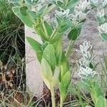 Euphorbia marginataFlower