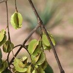 Combretum molle Fruit