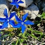 Gentiana sierrae Flower