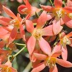 Ceratopetalum gummiferum Flor