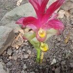 Curcuma zedoaria Folha