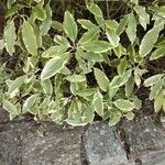 Pittosporum eugenioides Ліст