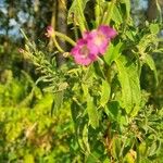 Epilobium hirsutumFlower