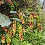 Flemingia strobilifera Blatt