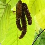 Betula maximowicziana Fruit