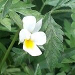 Viola arvensis 花