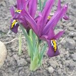 Iris reticulata Flower