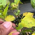 Solanum scabrum Fruit