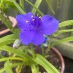 Tradescantia virginiana Flower