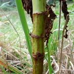 Rumex abyssinicus Corteza