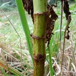 Rumex abyssinicus Bark