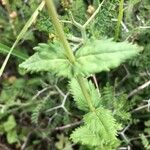 Veronica teucrium Blatt