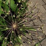 Allium schubertii Fruit