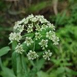 Sium latifolium Blüte