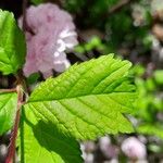 Prunus triloba Blatt