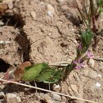 Lythrum hyssopifolia Habitat